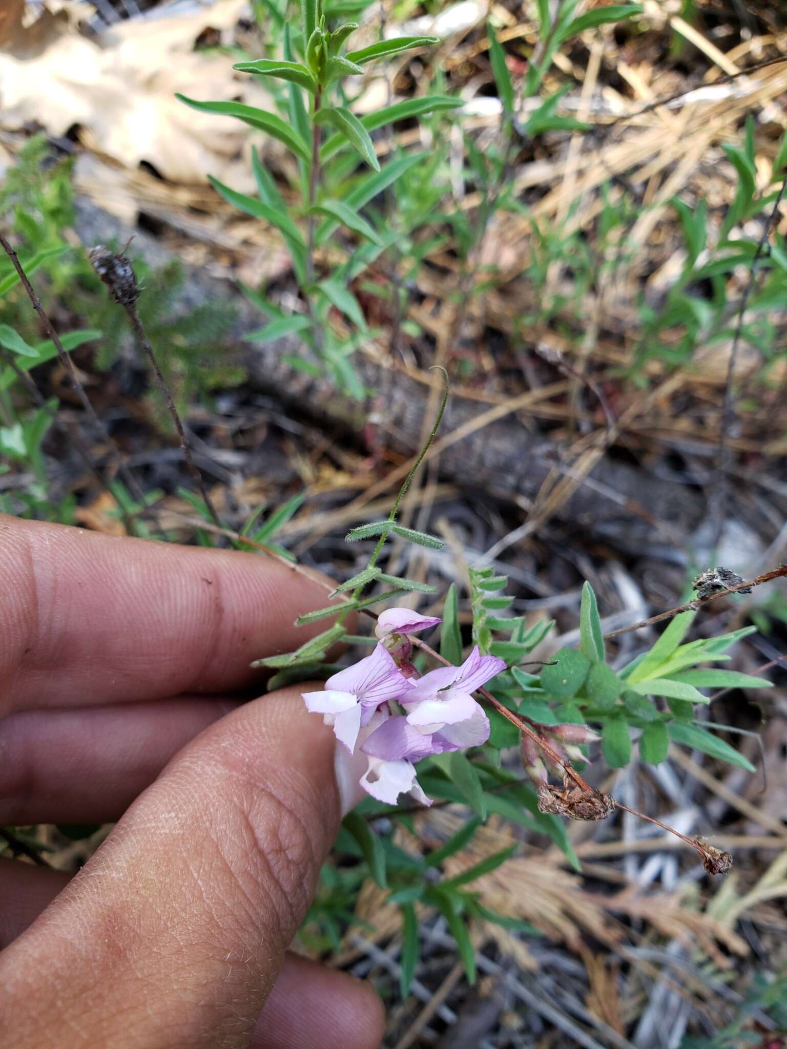 Imagem de Lathyrus nevadensis S. Watson