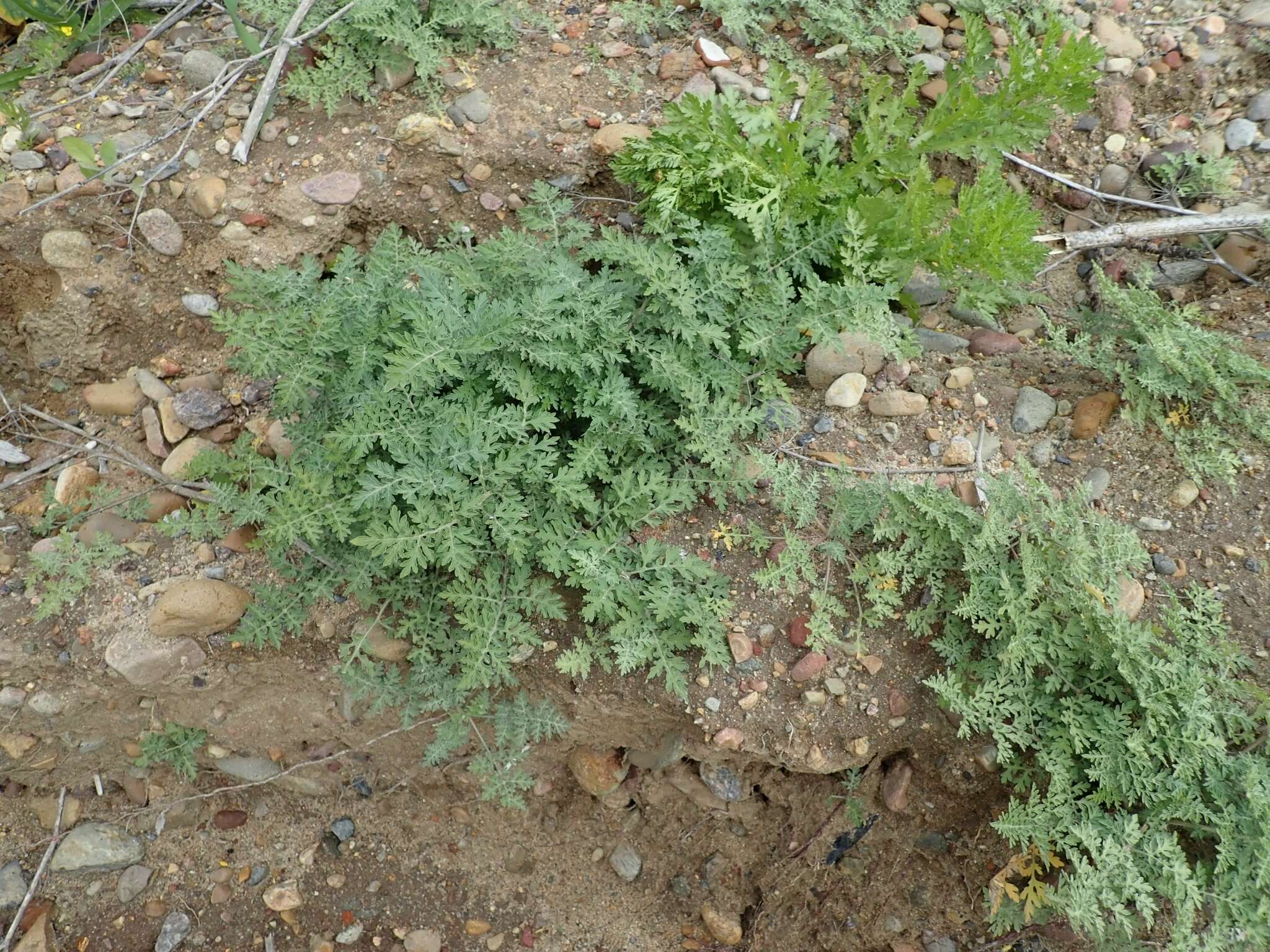 Image of weakleaf bur ragweed