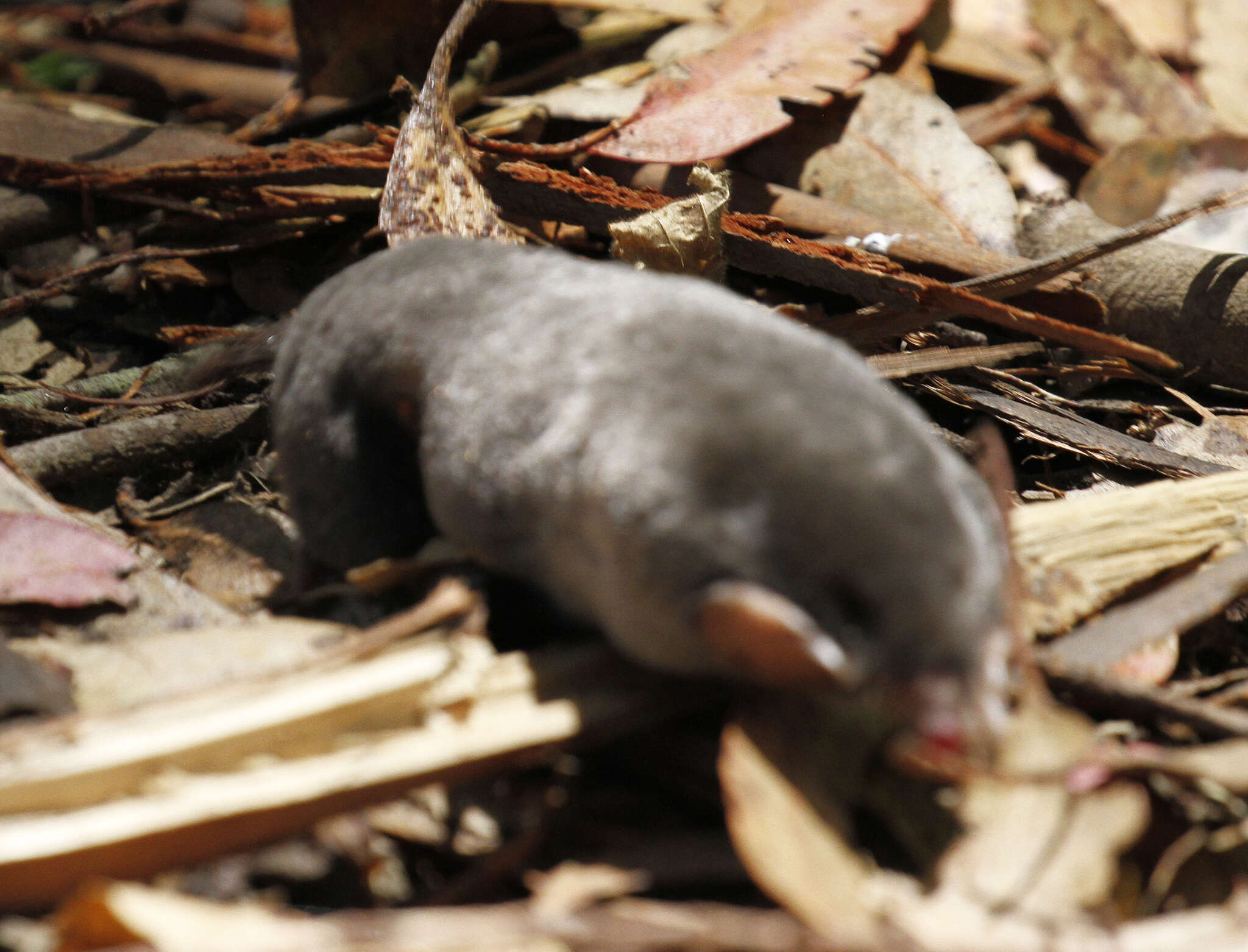 Image of Broad-footed Mole