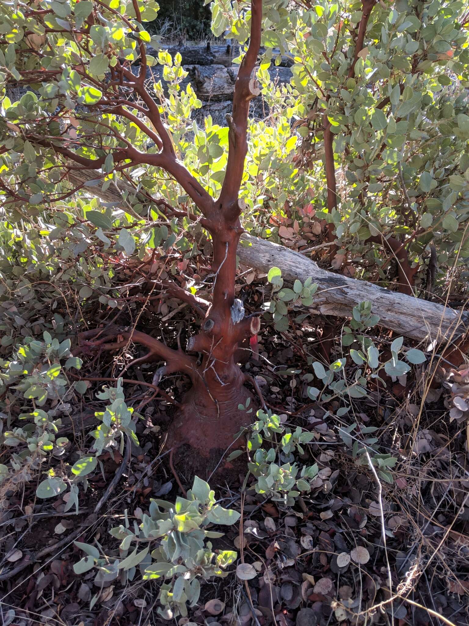 Image of Adams' manzanita