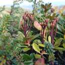 Image of Rhododendron myrtifolium Schott & Kotschy