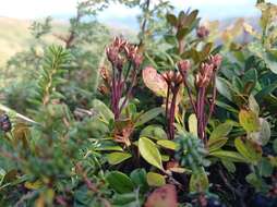 صورة Rhododendron myrtifolium Schott & Kotschy