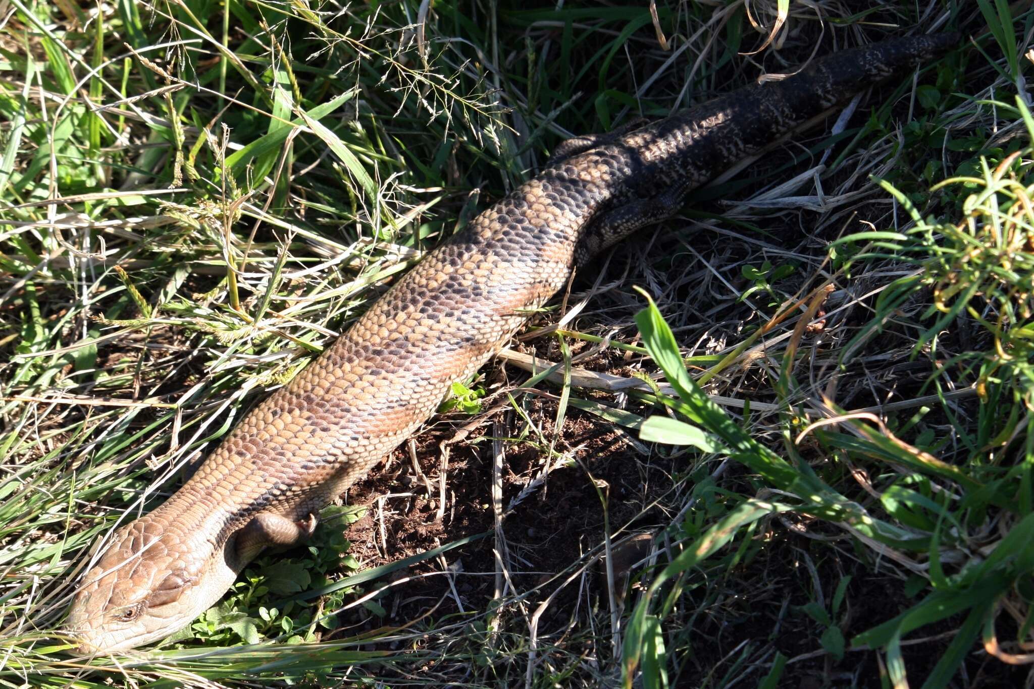 Image of Tiliqua scincoides scincoides (White 1790)