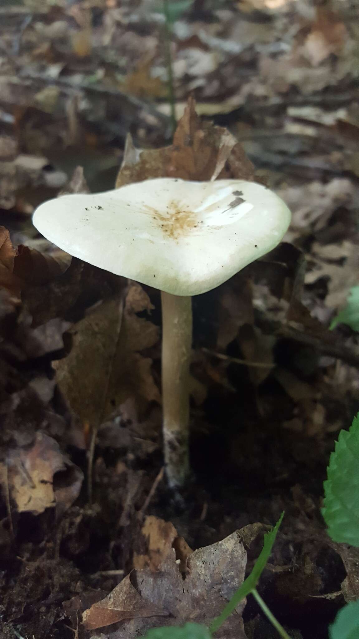 Image de Collybia alboflavida (Peck) Kauffman 1923