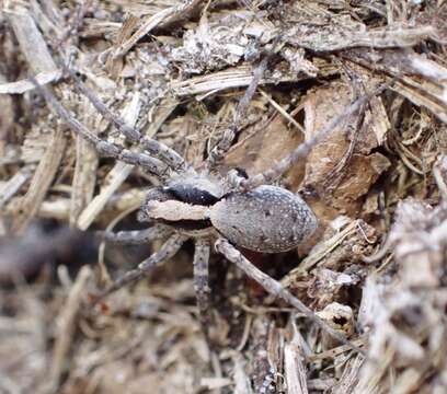 Image of Burnt wolf spider