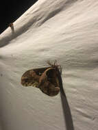 Image of Tulip-tree Silkmoth