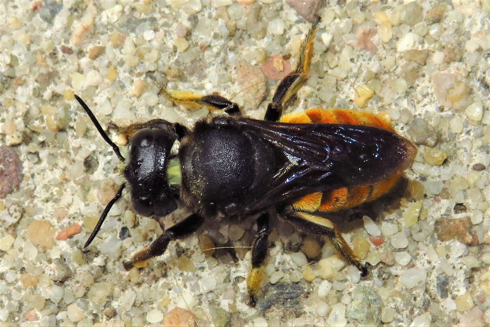 Image of Megachile ustulata Smith 1862