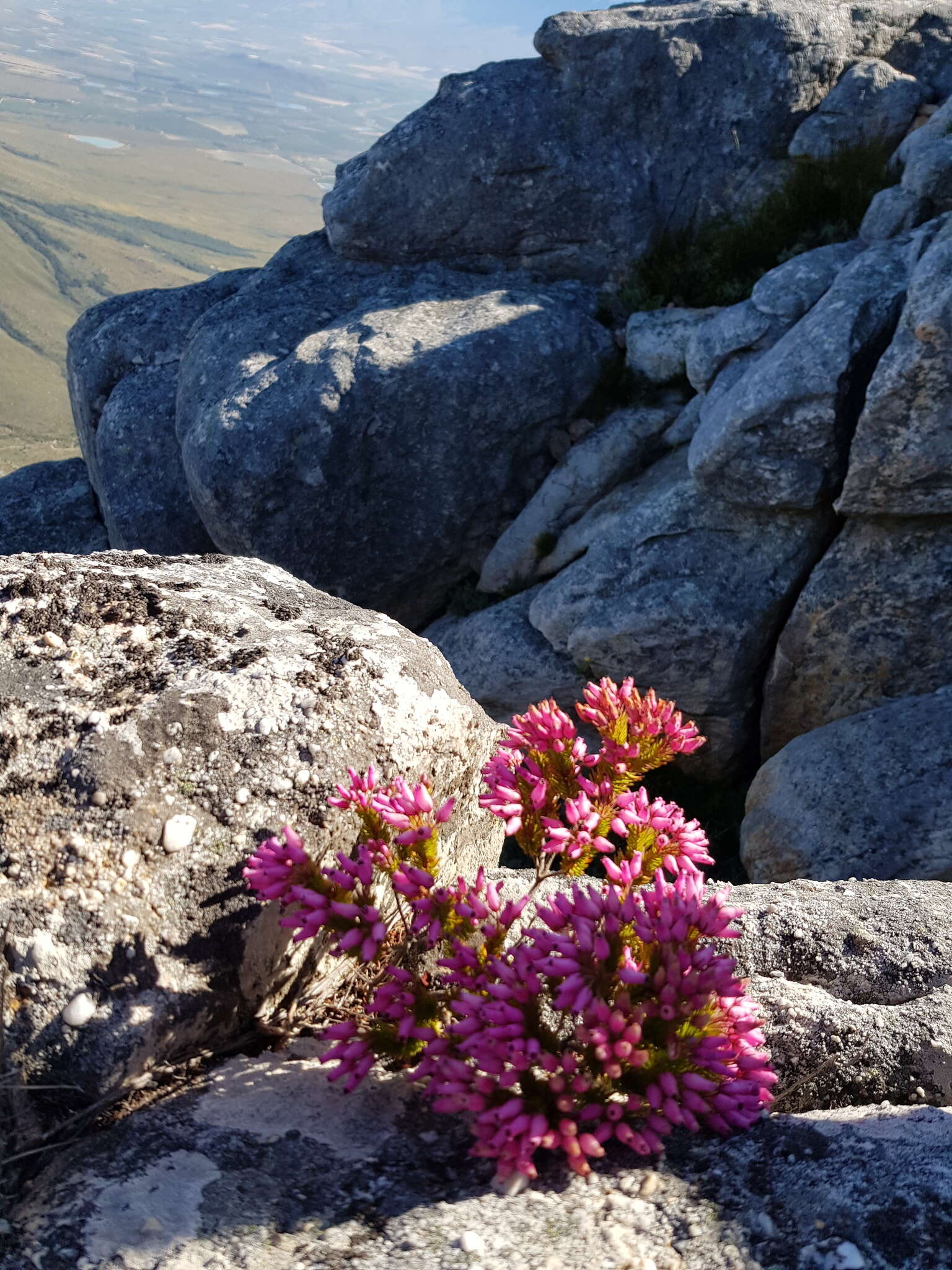 Imagem de Erica doliiformis Salisb.