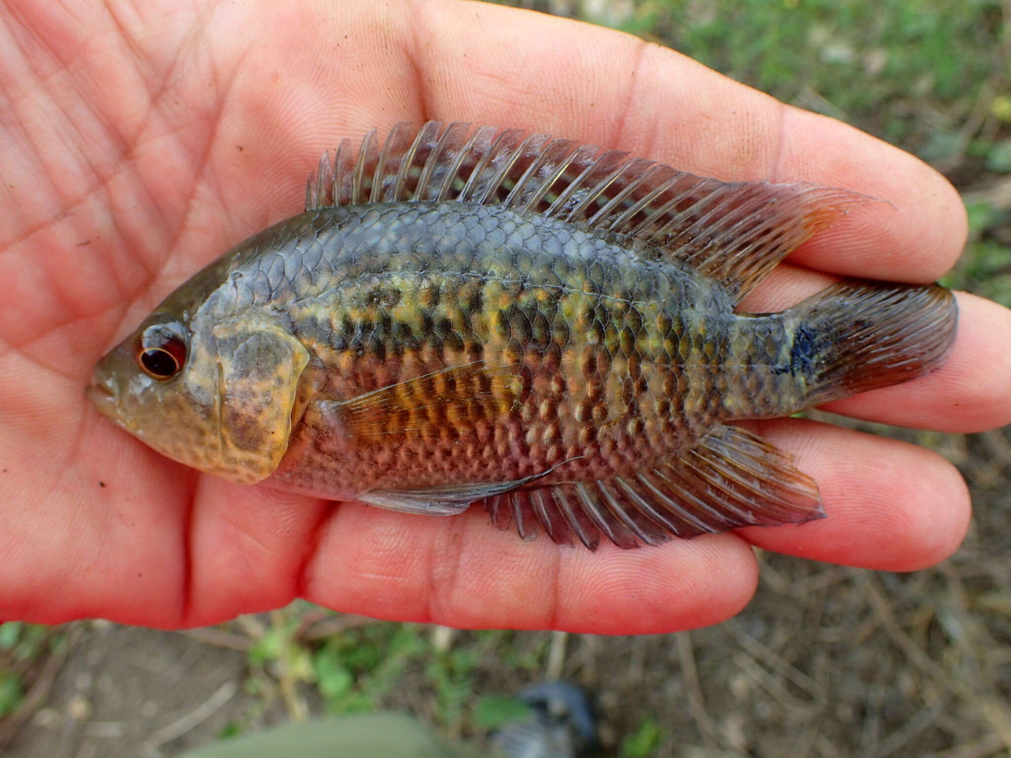 Image of Monarch Cichlid