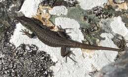 Image of Pena de Francia rock lizard