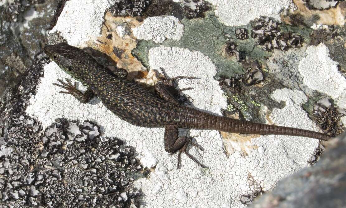 Image of Pena de Francia rock lizard