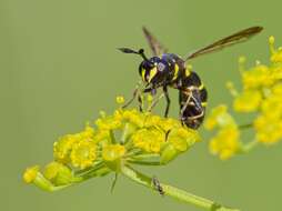 Image of Ceriana conopsoides (Linnaeus 1758)