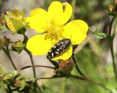 Image of Acmaeodera connexa Le Conte 1859