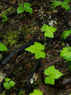 Image of oneleaf foamflower