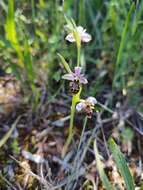 Image de Ophrys scolopax subsp. apiformis (Desf.) Maire & Weiller