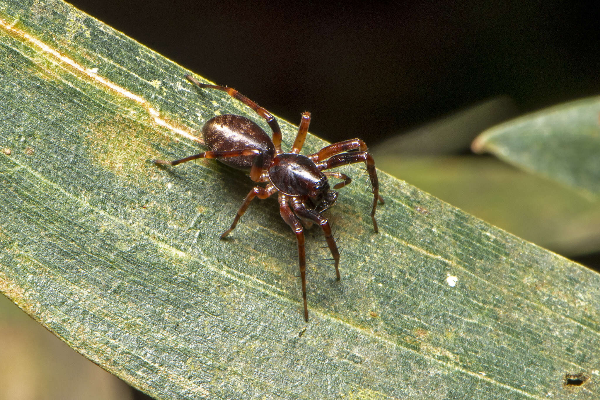 Image of Battalus wallum Raven 2015