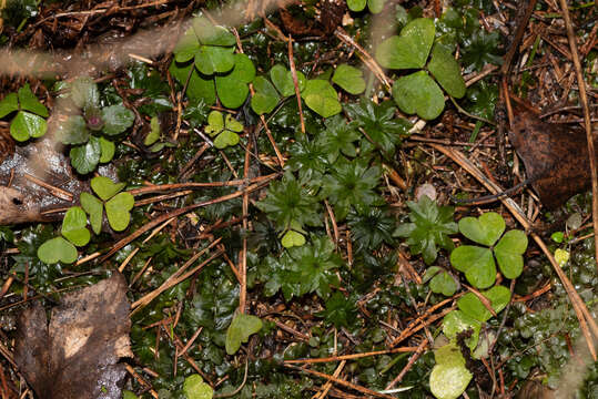 Image of rose rhodobryum moss