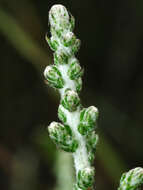 Image of woolly daisy-bush