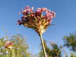 صورة Dianthus capitatus subsp. andrzejowskianus Zapal.