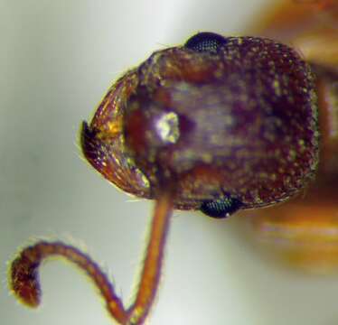 Image of Myrmica rugulosa Nylander 1849