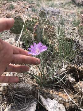 Image of largeflower skeletonplant