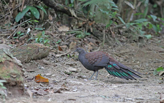 Image of Mountain Peacock-Pheasant