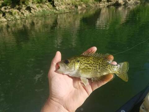 Image of Ozark bass