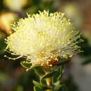 Image de Melaleuca megacephala F. Müll.