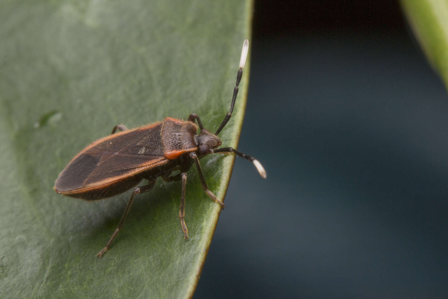 Image of <i>Delacampius villosus</i>