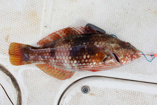 Image of Blue-throated parrotfish