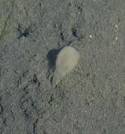 Image of Sea snail