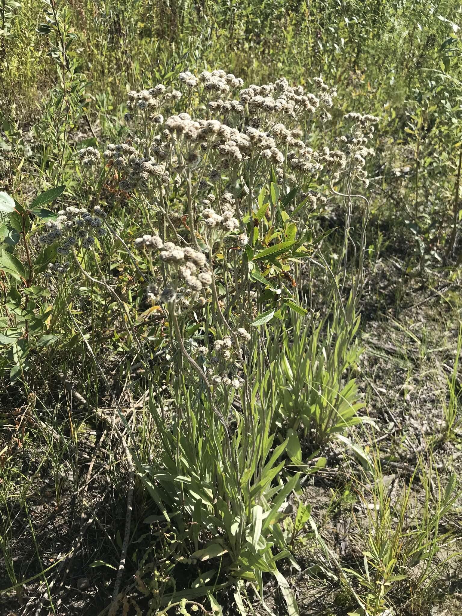 Plancia ëd Antennaria pulcherrima (Hook.) Greene