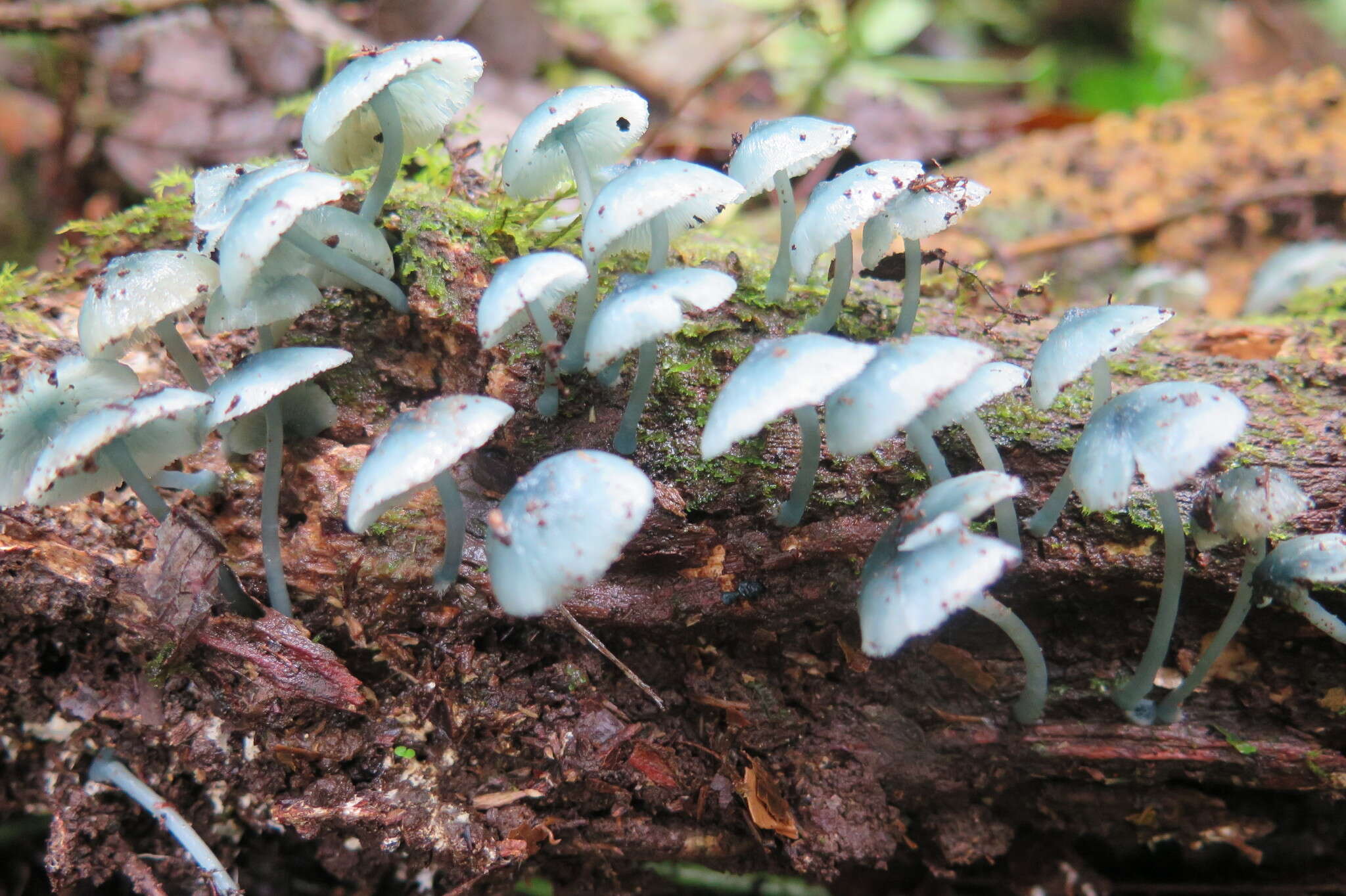 Clitocybula azurea Singer 1973 resmi