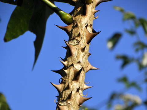 Erythrina livingstoniana Baker resmi