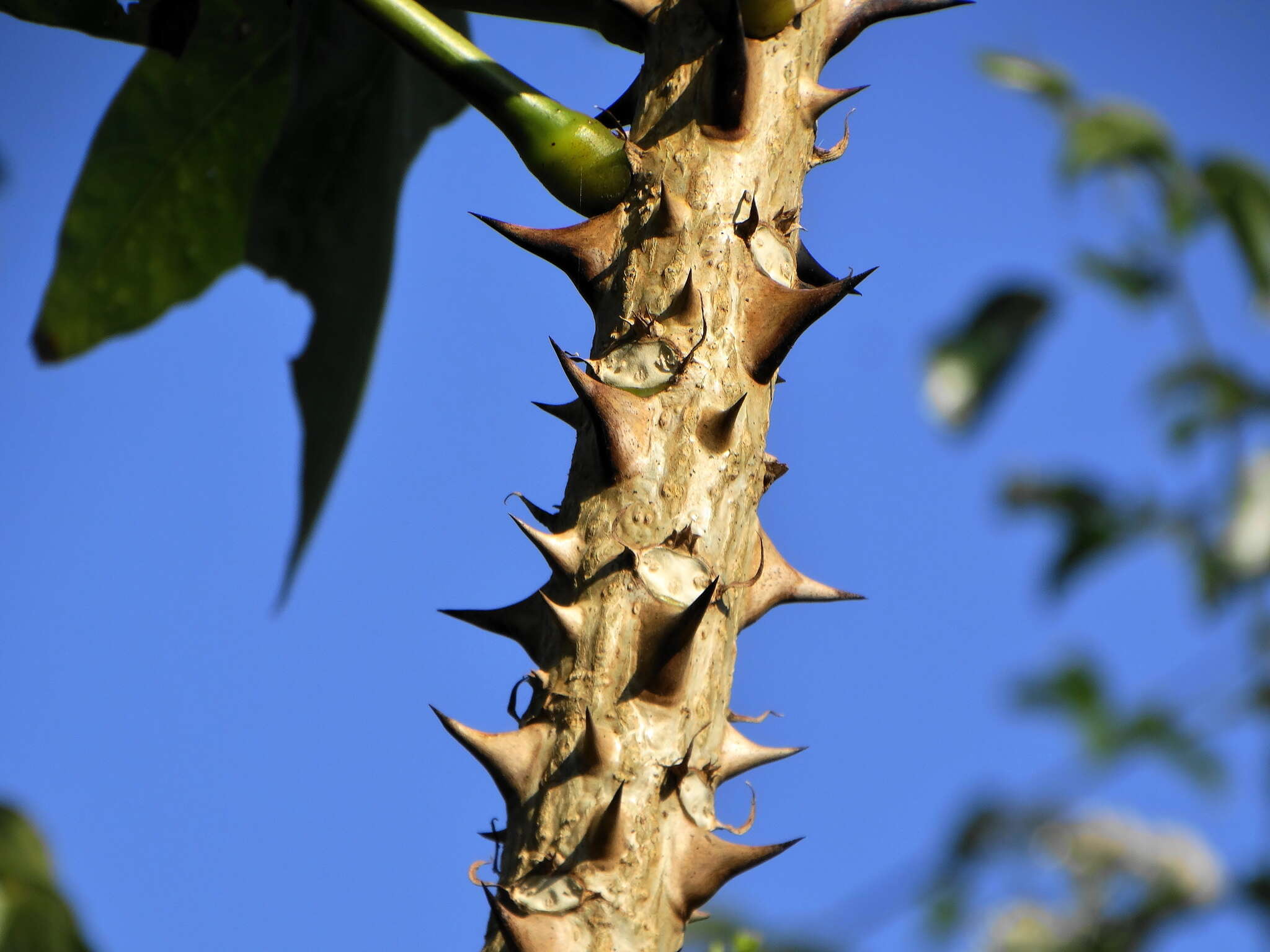 صورة Erythrina livingstoniana Baker