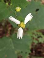 Image of Cossatot Mountain leafcup