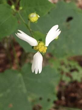 Image of Cossatot Mountain leafcup