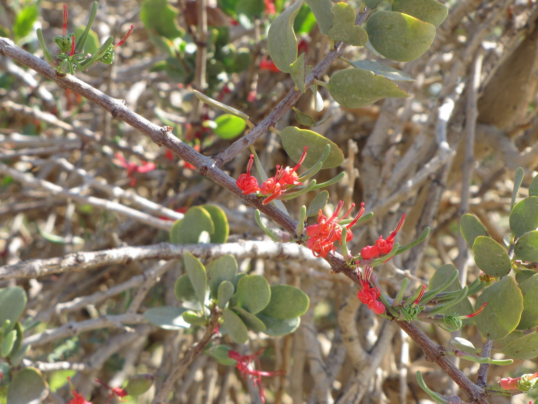 Plancia ëd Plicosepalus acaciae (Zucc.) D. Wiens & R. M. Polhill