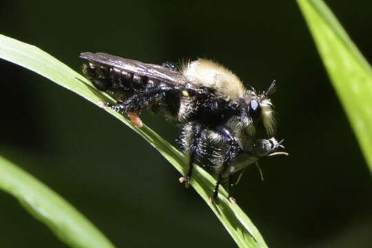 صورة Laphria flavicollis Say 1824