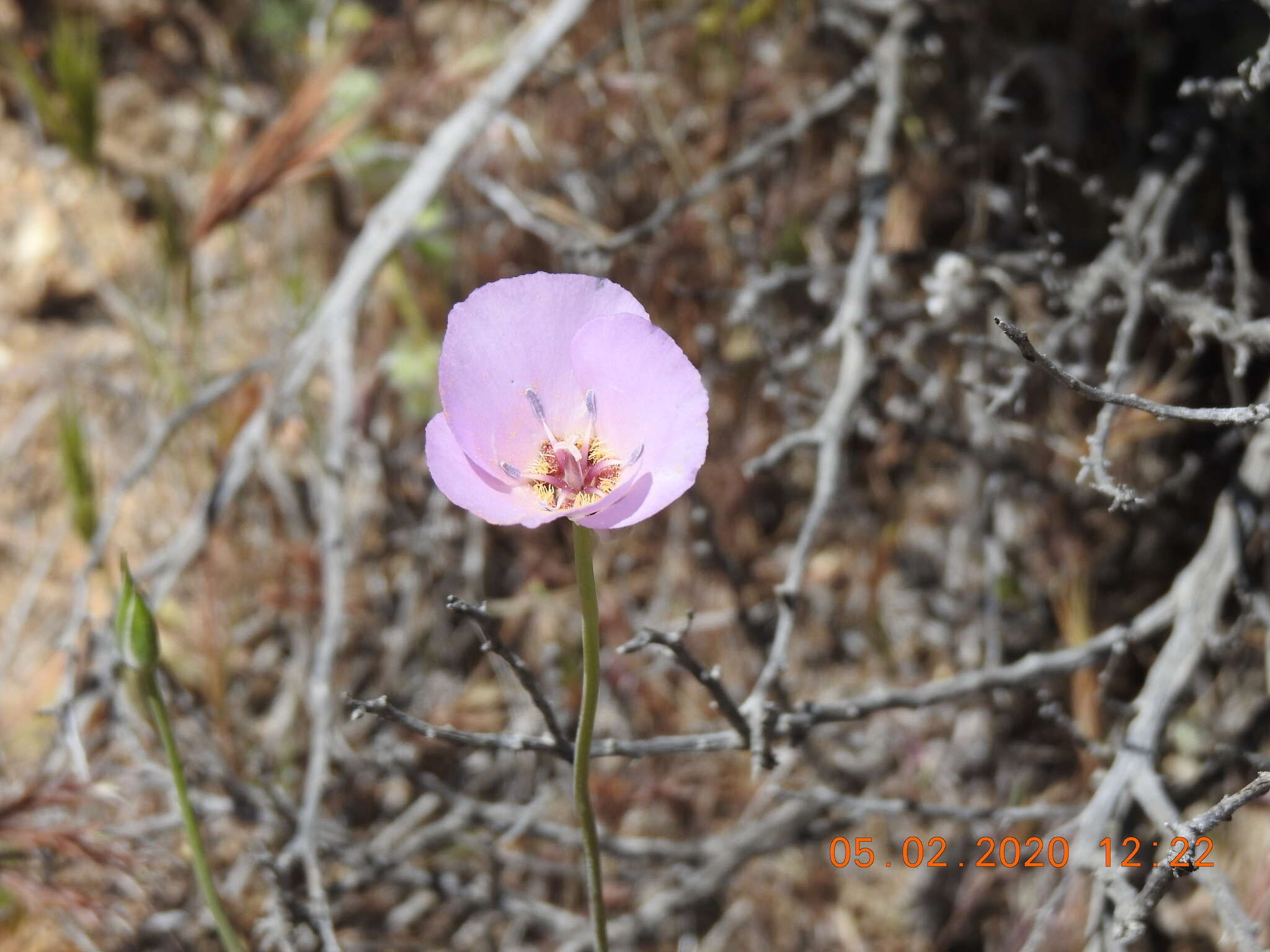 Image of Munz's mariposa lily