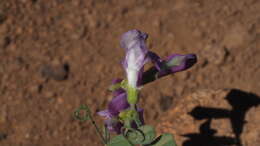 Sivun Vicia americana subsp. americana kuva