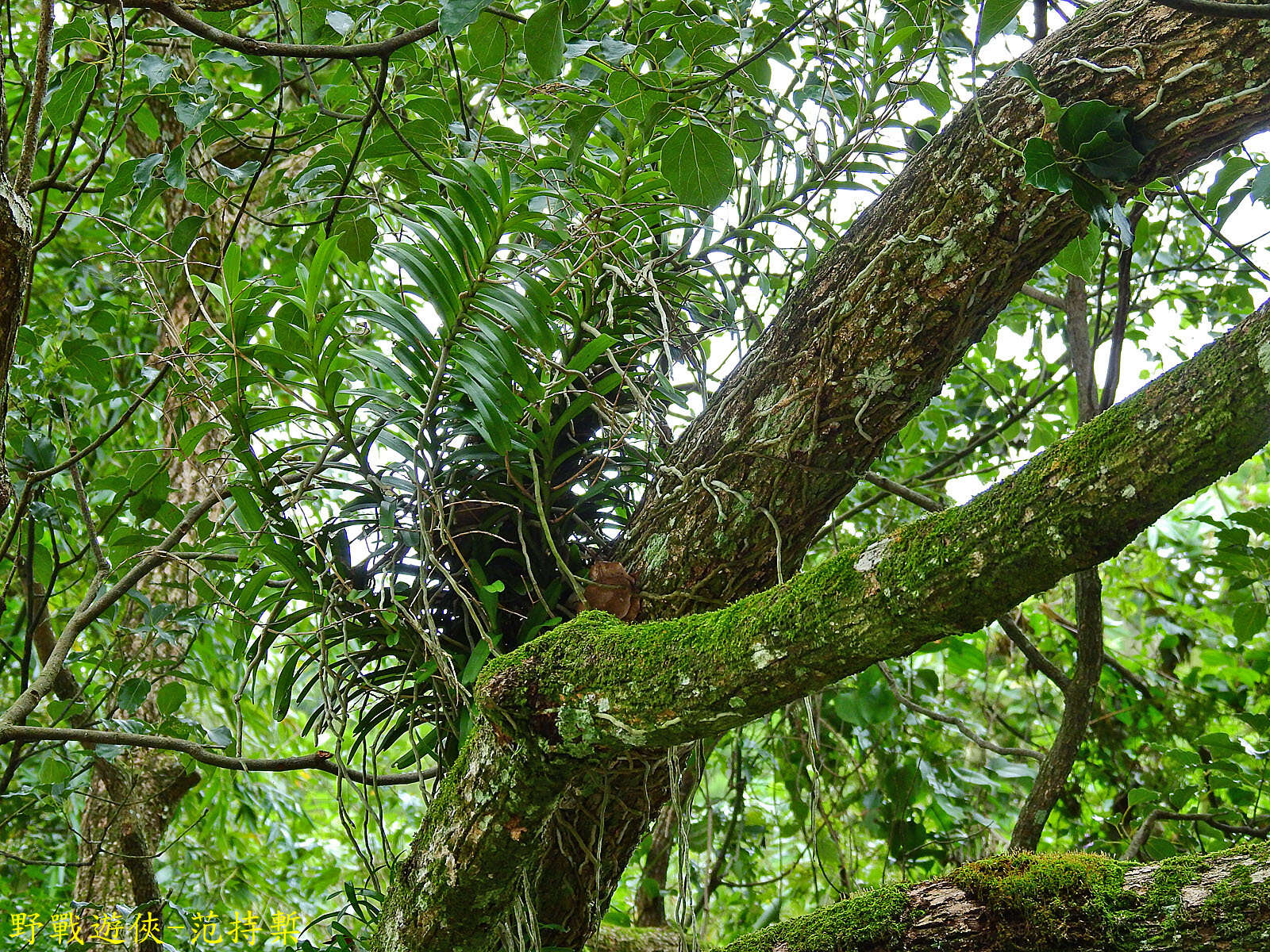 Image of Cleisostoma paniculatum (Ker Gawl.) Garay