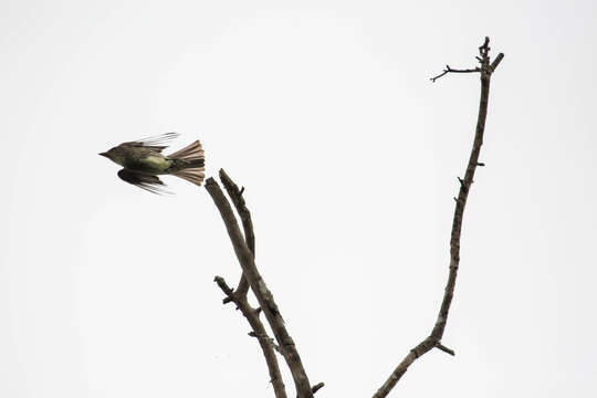 Image of Olive-Sided Flycatcher