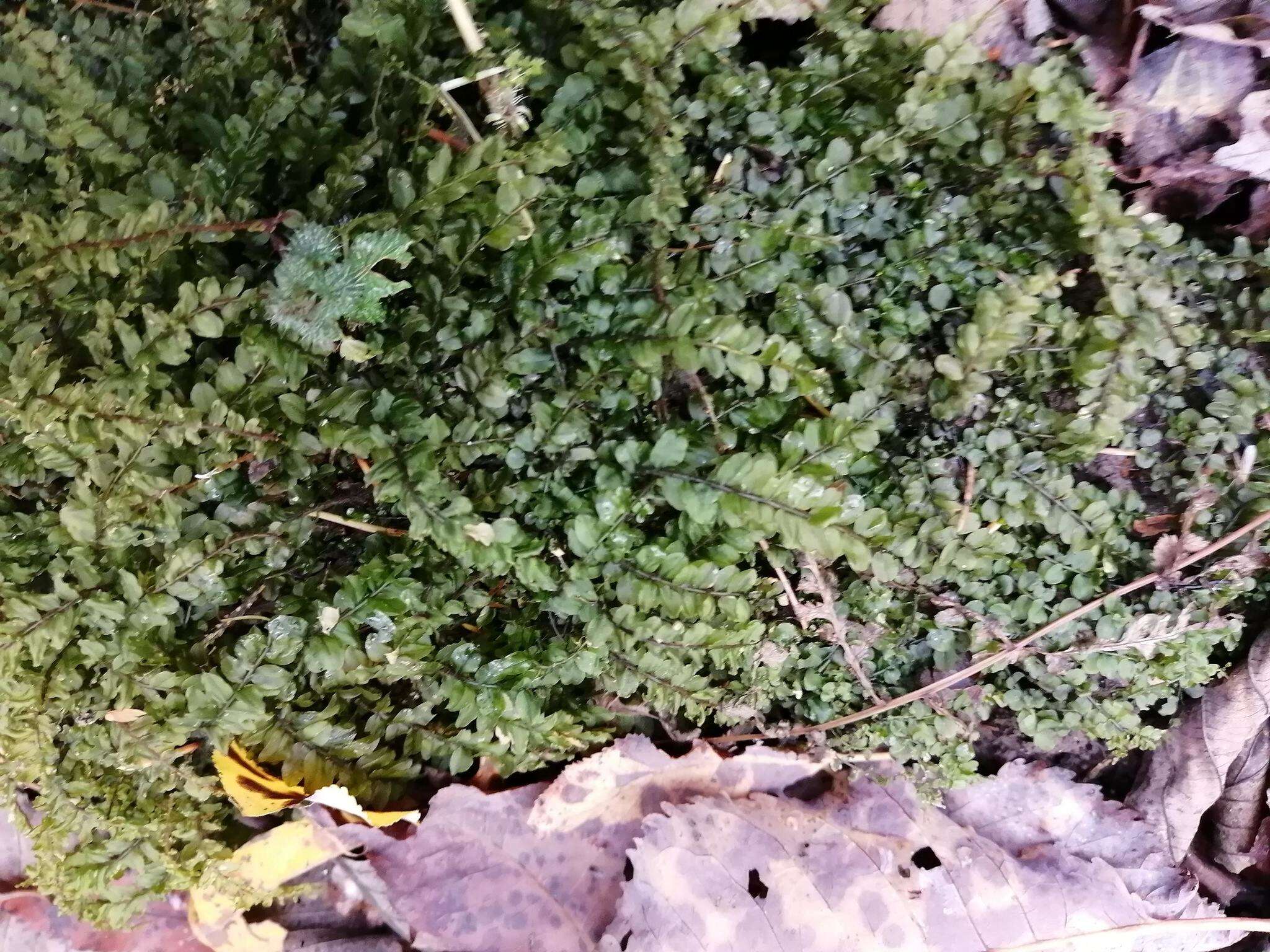 Image of plagiomnium moss