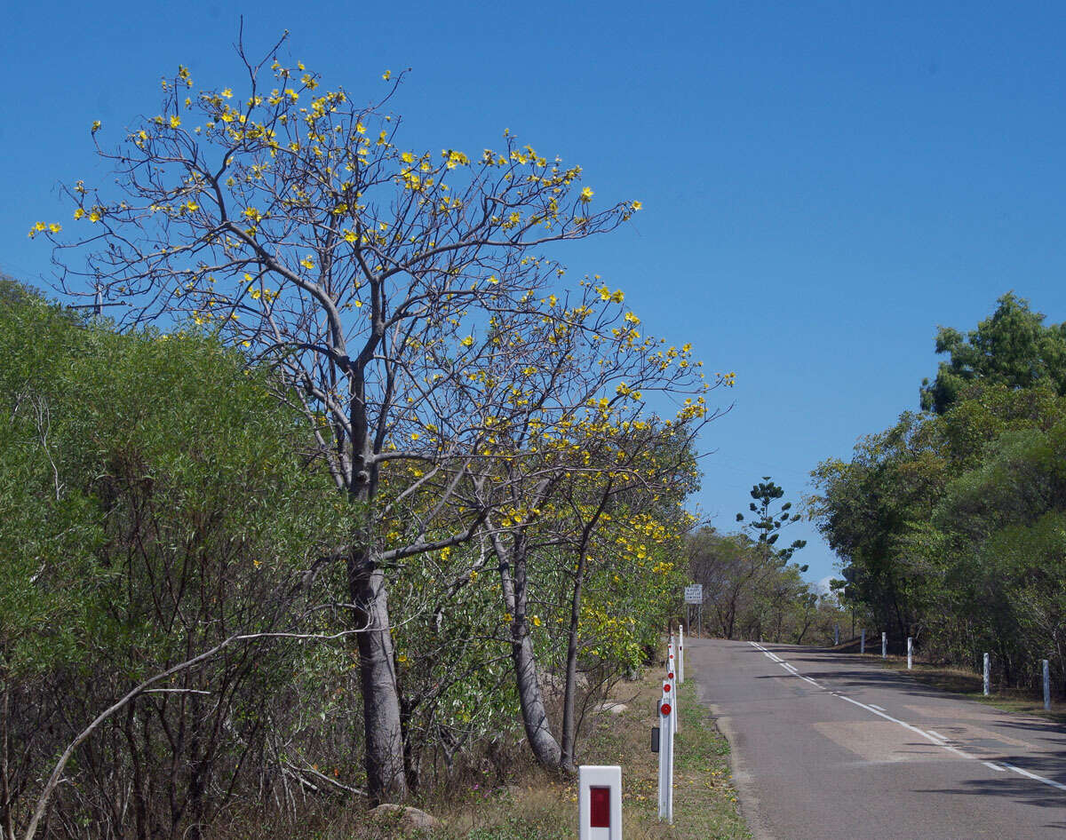 Imagem de Cochlospermum gillivraei subsp. gillivraei