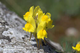 صورة Linaria supina (L.) Chaz.