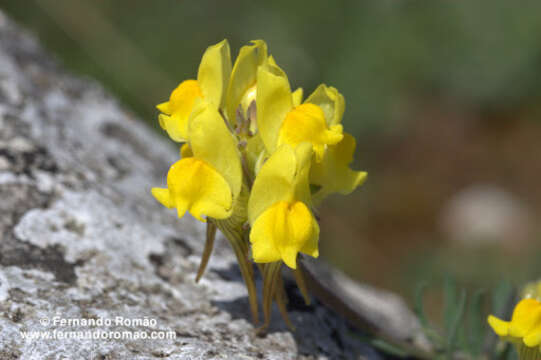 صورة Linaria supina (L.) Chaz.