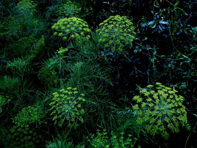 Image of Notobubon tenuifolium (Thunb.) Magee