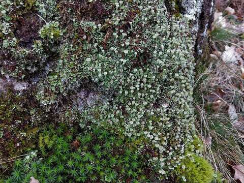 Image of cup lichen