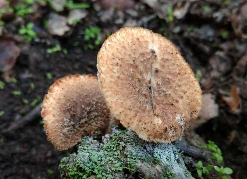 Image de Polypore enfumé